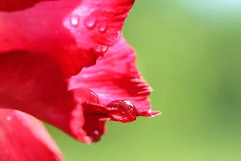 Drops of water on . Stock Photos