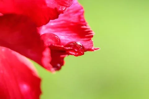 Drops of water on . Stock Photos