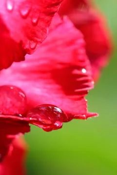 Drops of water on . Stock Photos