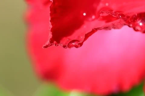 Drops of water on . Stock Photos