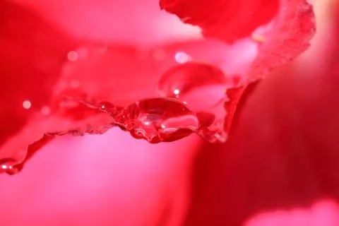 Drops of water on . Stock Photos