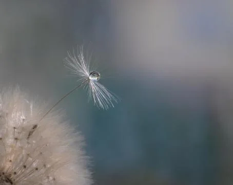 Drops of water. Stock Photos