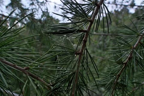 Drops of water on a pine cone Foto stock