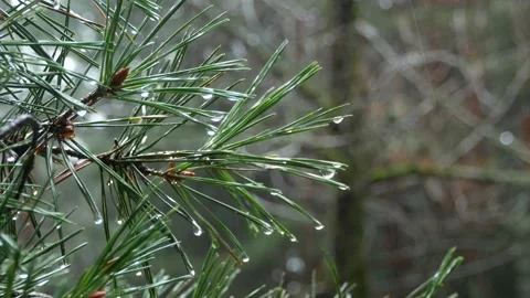 Drops of water on pine needles. Sierra de Guadarrama NP, Madrid, Spain. Stock Footage 170857490