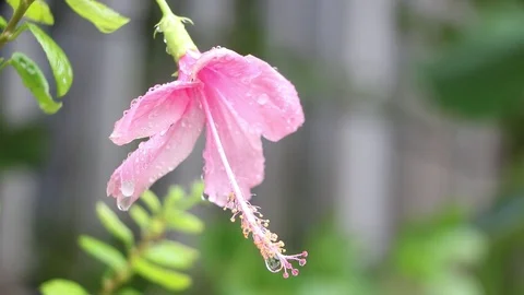 Drops of water on pink flowers after rain Stock Footage 109411988