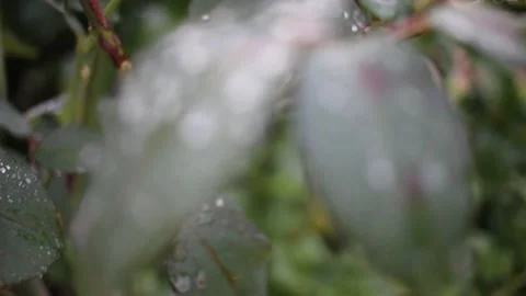 Drops of water on plants after rain Stock Footage 234023751