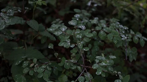 Drops of water, rain or dew on green leaves. morning dew. Natural background. fr Stock Footage 112738091