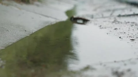 Drops of water from the rain in a puddle on the road. slow motion: autumn Stock Footage 262973214