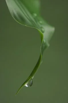 Drops of water. Raindrops on a leaf. Stock Photos
