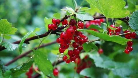 Drops of water on red currant on a bush with green leaves Stock Footage 111356911