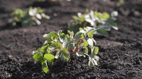 Drops of water roll down from strawberry leaves. A bush of blooming strawberries Stock Footage 130495888