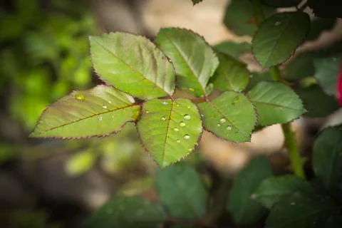 Drops of water on rose leaf 스톡 사진