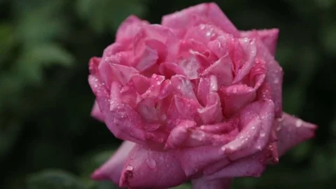 Drops of water on a rosebud Stock Footage 77563610