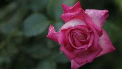Drops of water on a rosebud Stock Footage 77563631