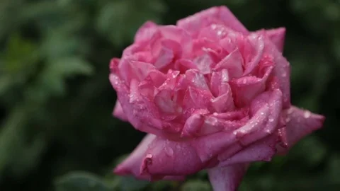 Drops of water on a rosebud Vidéo 77563707