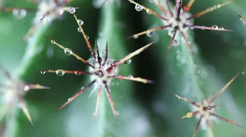 Drops of water on a rotating cactus closeup Stock Footage 8652535