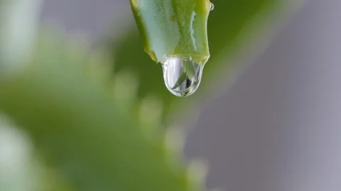 Drops of water run down the aloe leaf, slow motion Stock Footage 108022465