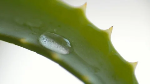 Drops of water run down the aloe leaf, slow motion Stock Footage 108022582