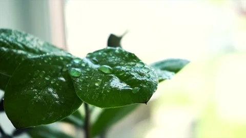 Drops of water run down the flower Stock Footage 136126548