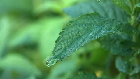 Drops Of Water Run Down The Mint Leaf Stock Footage 114514284