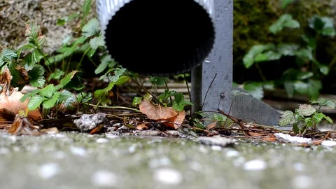 Drops of water run down the pipe after rain Stock Footage 97010889