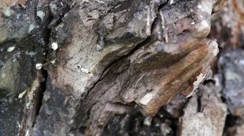 Drops of water running down the bark of a tree Video stock 40381441