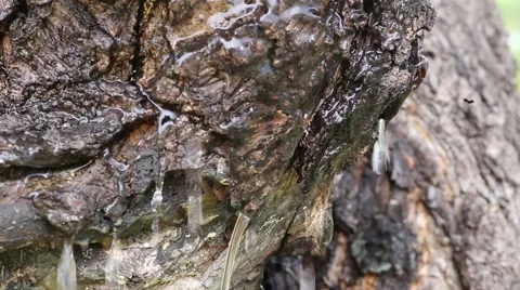 Drops of water running down the bark of a tree Video stock 40381594