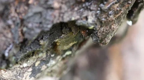 Drops of water running down the bark of a tree Video stock 40381647