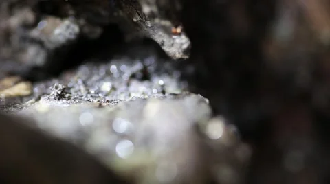 Drops of water running down the bark of a tree Video stock 40382100