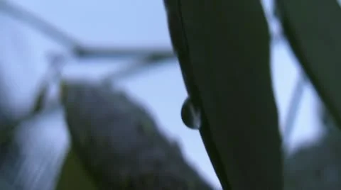 Drops of Water Sit Silently on Leafs Stock-Footage 11279848