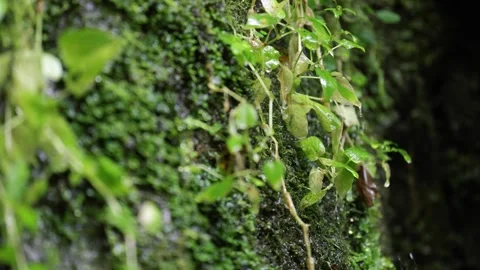 Drops of water sliding down a rock wall covered with moss and vegetation. Stock Footage 319345266