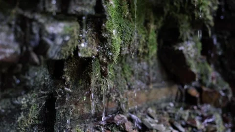 Drops of water sliding down a rock wall covered with moss and vegetation. Stock Footage 319345272