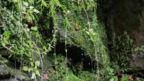 Drops of water sliding down a rock wall covered with moss and vegetation. Stock Footage 319345340
