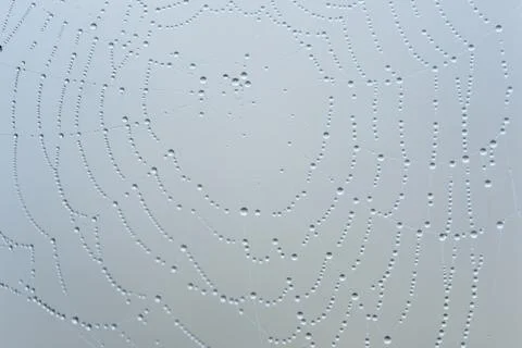 Drops of the water on a spider web Stock Photos