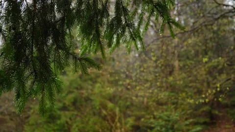 Drops of water on spruce branch in spring forest during calm rain Stock Footage 326442788