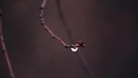 Drops of water on a tree branch in the garden during the rain. Stock Footage 264142031