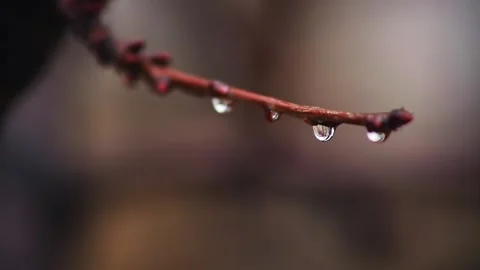 Drops of water on a tree branch in the garden during the rain. Stock Footage 278232476