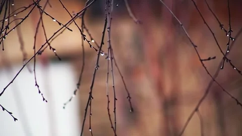 Drops of water on a tree branch in the garden during the rain. Video stock 308014488