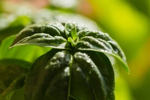 Drops of water on a tuft of basil Stock Photos