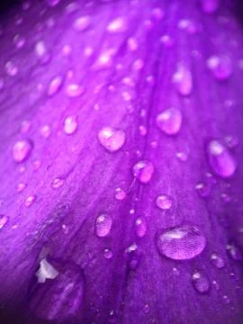 Drops of water on a violet Fotos de archivo