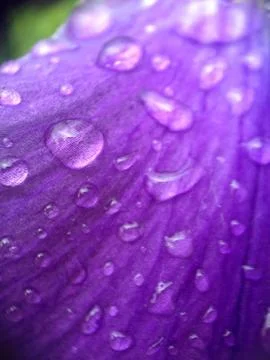 Drops of water on a violet Fotos de archivo