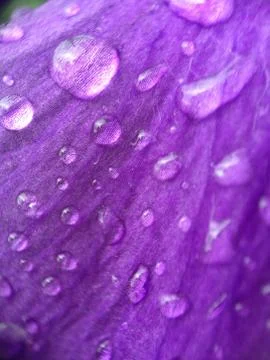 Drops of water on a violet Fotos de archivo