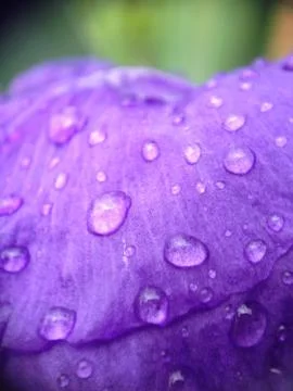 Drops of water on a violet Fotos de archivo
