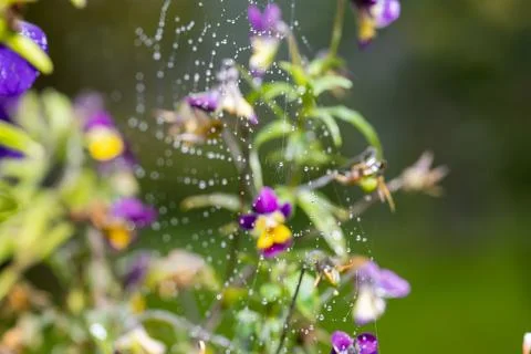 Drops of water on the web after the rain, against the background of flowers. Stock Photos