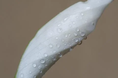 Drops waters on flower Stock Photos