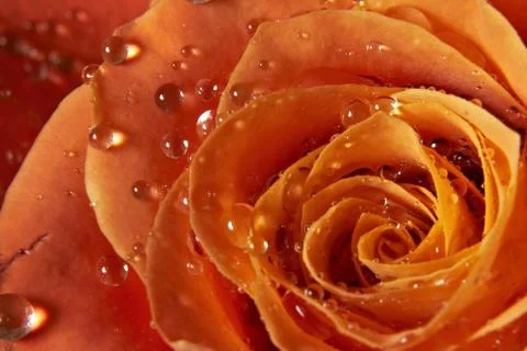Drops waters on rose  Stock Photos