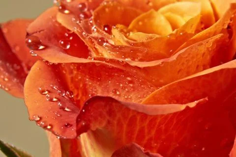 Drops waters on rose  Stock Photos
