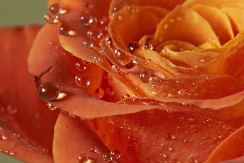 Drops waters on rose  Photos