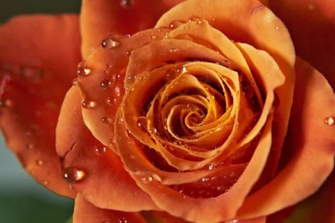 Drops waters on rose  Stock Photos