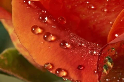 Drops waters on rose  Stock Photos